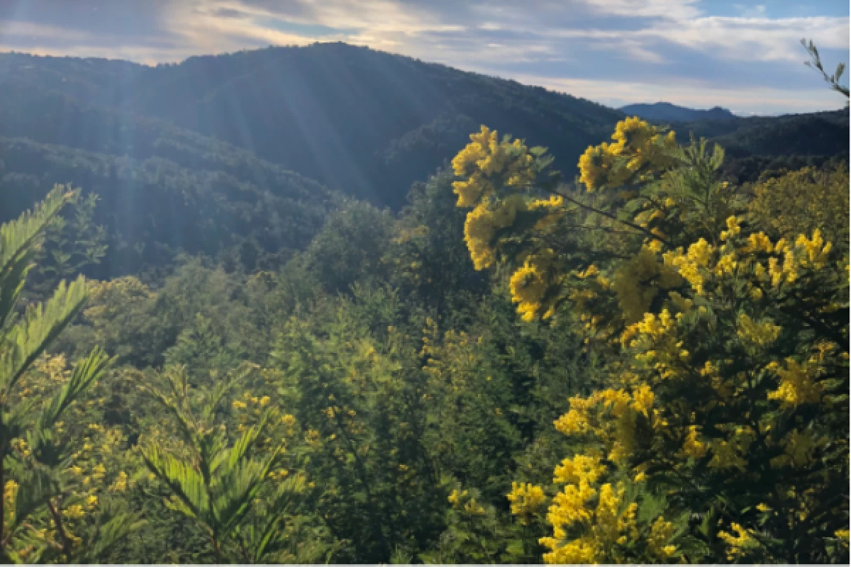 Hike in the biggest Mimosa's forest of Europe - Bonjour Fun