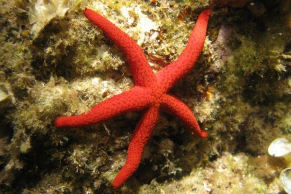 Snorkeling - Europlongée  - Bonjour Fun