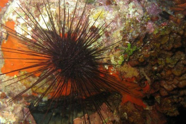 Snorkeling - Europlongée  - Bonjour Fun