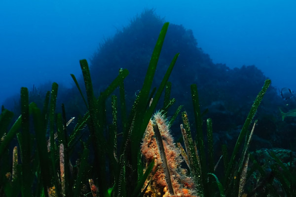 Snorkeling - Europlongée  - Bonjour Fun