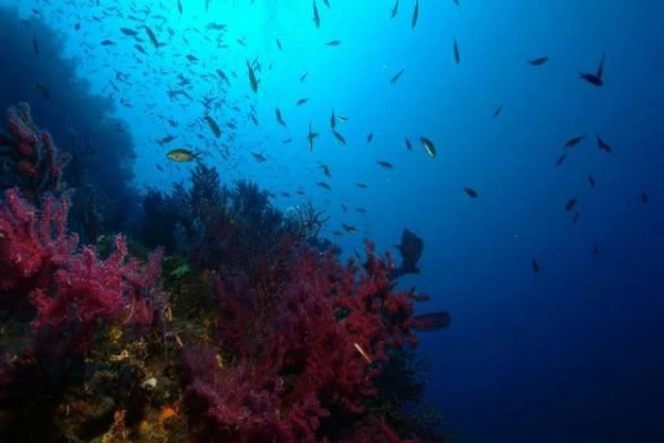 Snorkeling in the Dramont - Saint-Raphaël - Bonjour Fun