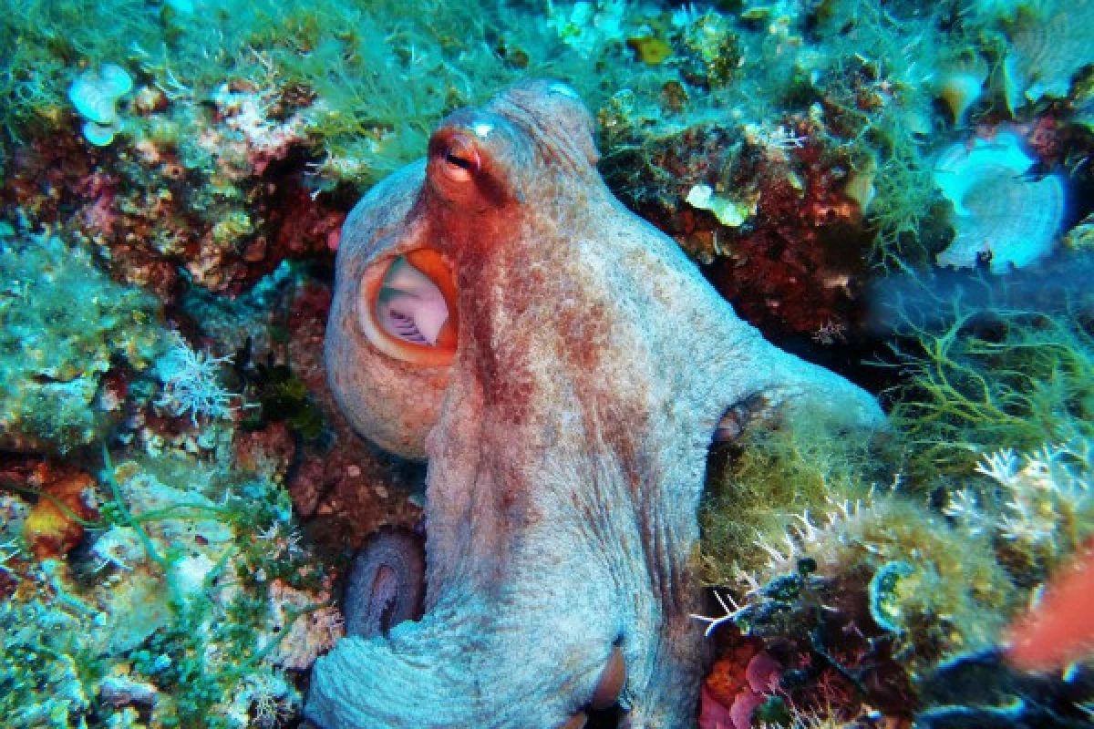 Snorkeling supervised with instructor - Les Issambres - Bonjour Fun