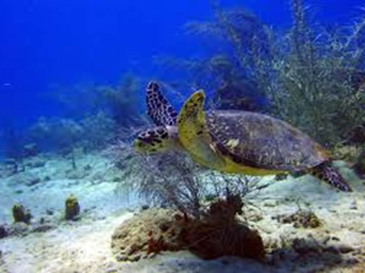 Diving baptism - Bonjour Fun