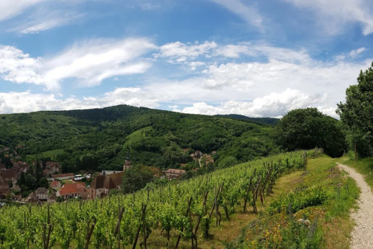 Meet the winegrower in his element! - Bonjour Fun