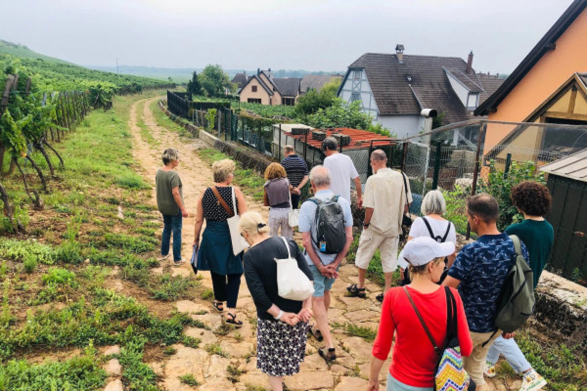 RIQUEWIHR #8 - Workshop Tournée des Terroirs - Discovering the Schoenenbourg Grand Cru - Bonjour Fun