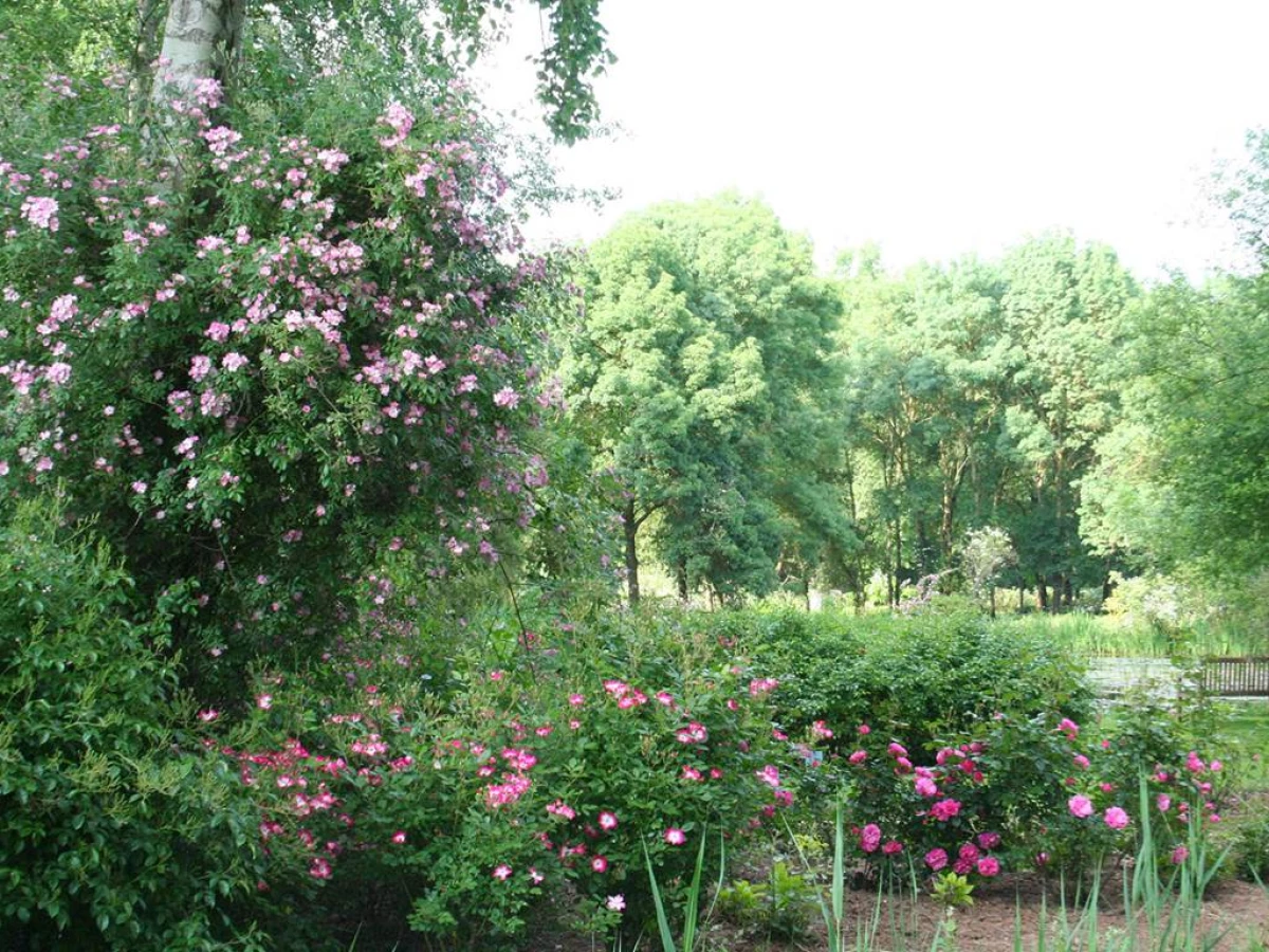 ROSERAIE - LES CHEMINS DE LA ROSE - Bonjour Fun