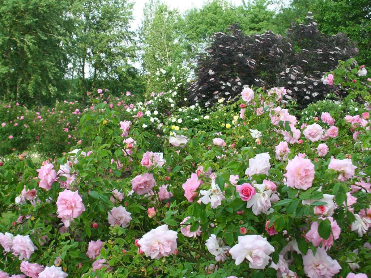 ROSERAIE - LES CHEMINS DE LA ROSE - Bonjour Fun