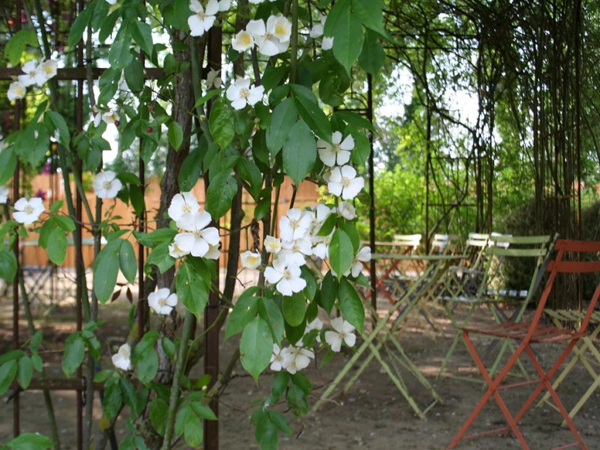 ROSERAIE - LES CHEMINS DE LA ROSE - Bonjour Fun