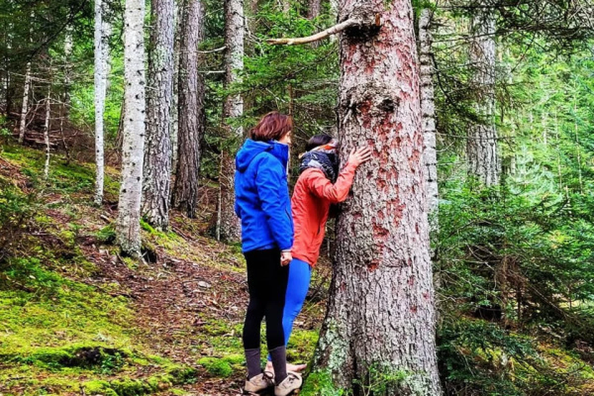 Soothe yourself by connecting with Nature - FOREST BATH - Bonjour Fun