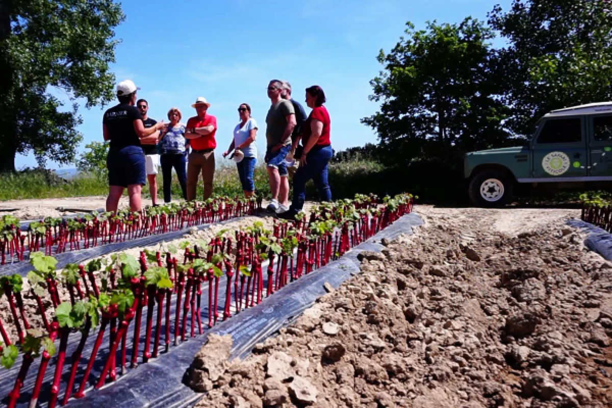 Land Rover Wine Safari - Bonjour Fun