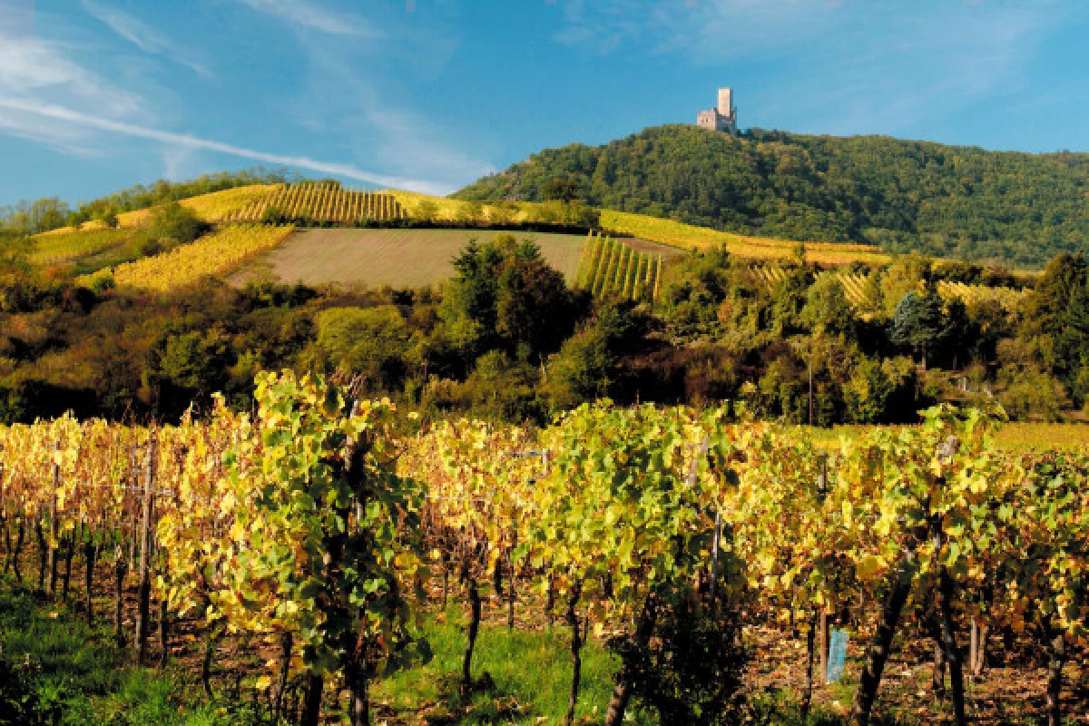 SCHERWILLER #7 - Workshop Tournée des Terroirs - The Rittersberg and its granite wines - Bonjour Fun