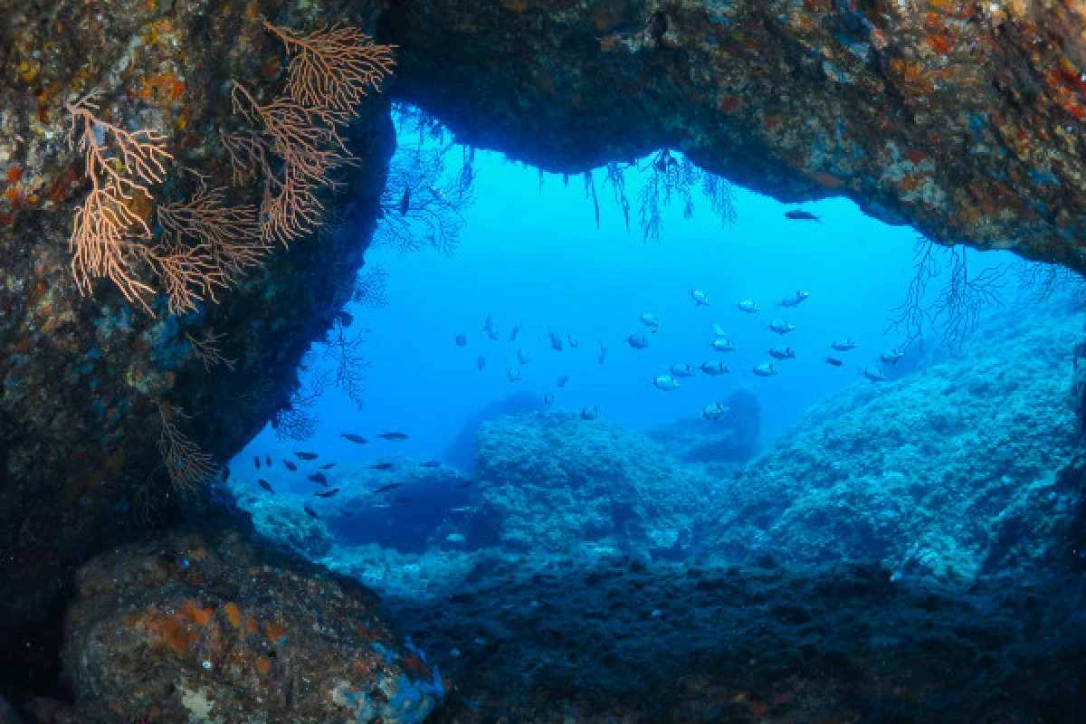 Scuba Diver - Bonjour Fun