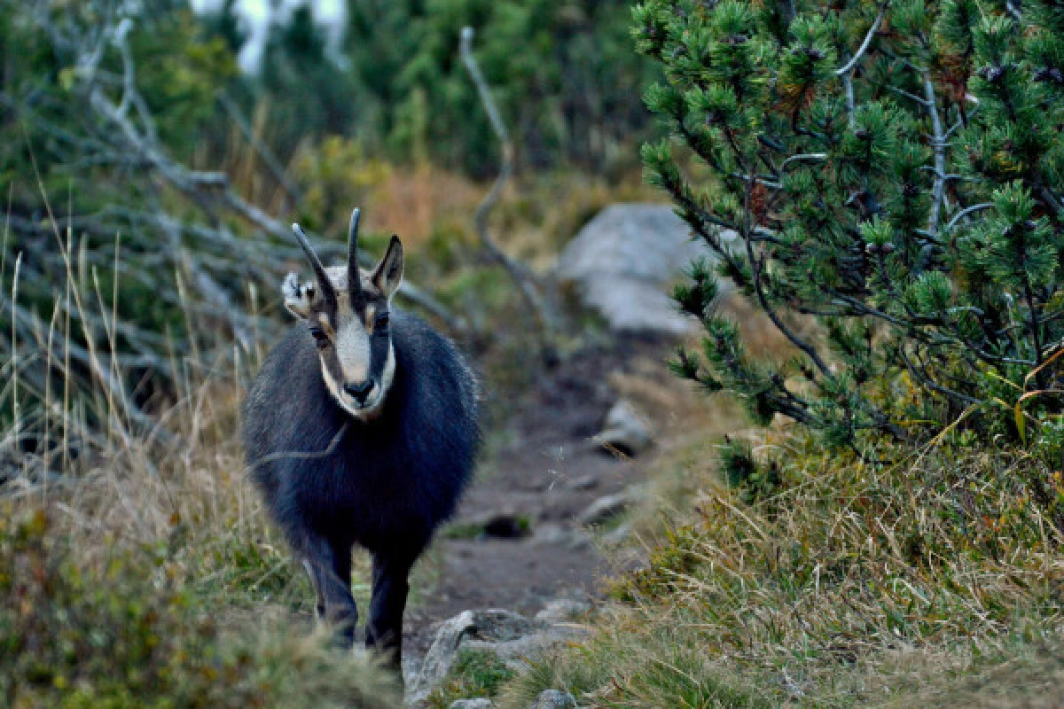 Outing 'Meet the chamois'. - Bonjour Fun