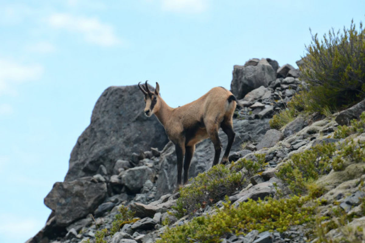 Outing 'Meet the chamois'. - Bonjour Fun