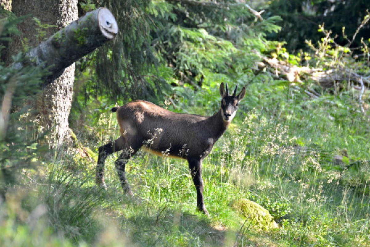 Outing 'Meet the chamois'. - Bonjour Fun