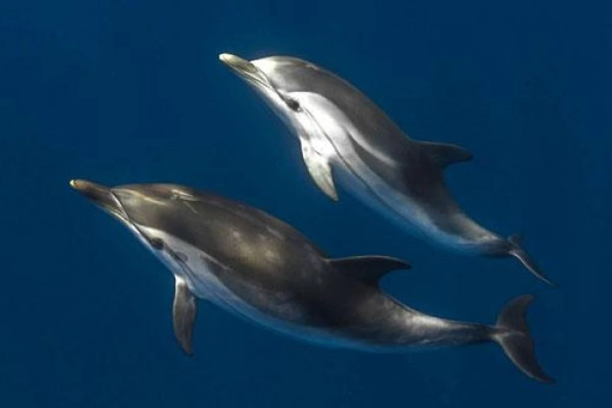 Meet the dolphins Special Winter - Bonjour Fun