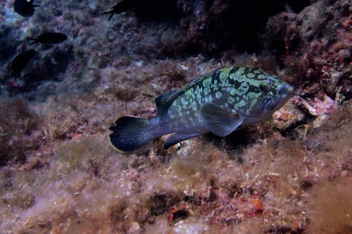 Supervised Diver Training 12m - Bonjour Fun