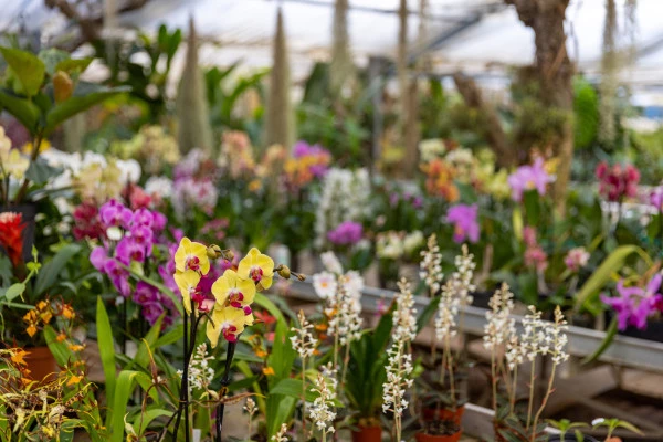 Discover the magical world of orchids - Bonjour Fun