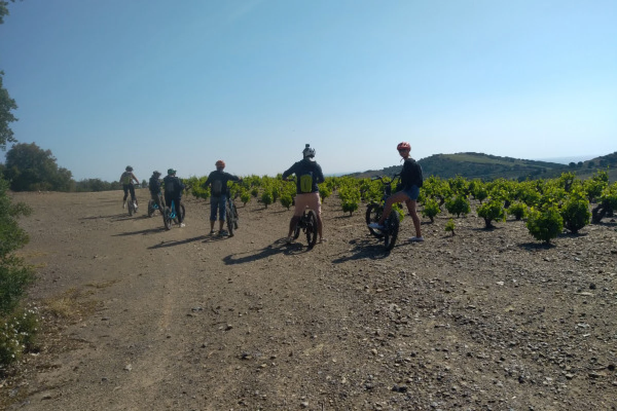 PASEO VIÑEDO TERRE DES TEMPLIERS - Bonjour Fun