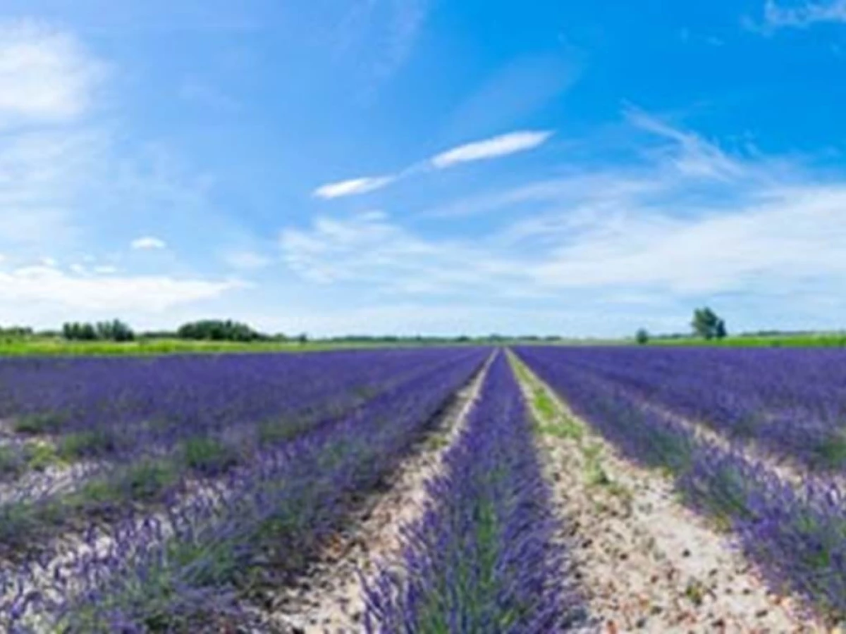 a MAS in PROVENCE, from the plant to the perfume - Bonjour Fun