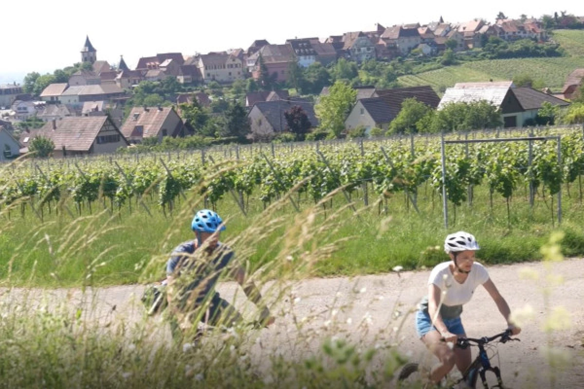 EBike, Picnic & Wine - Bonjour Fun