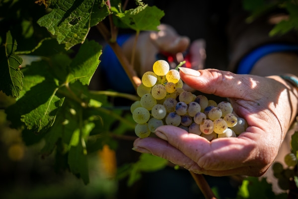 Lunch in the Vineyard - Bonjour Fun