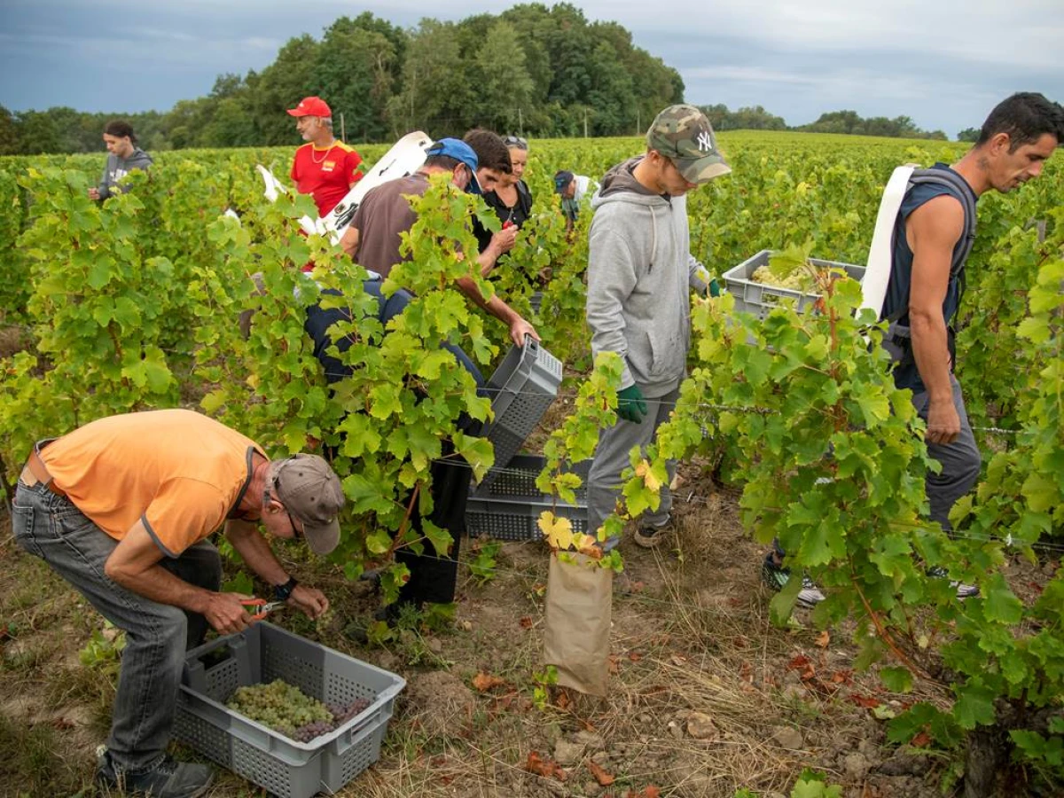 Harvester for a Day - Bonjour Fun