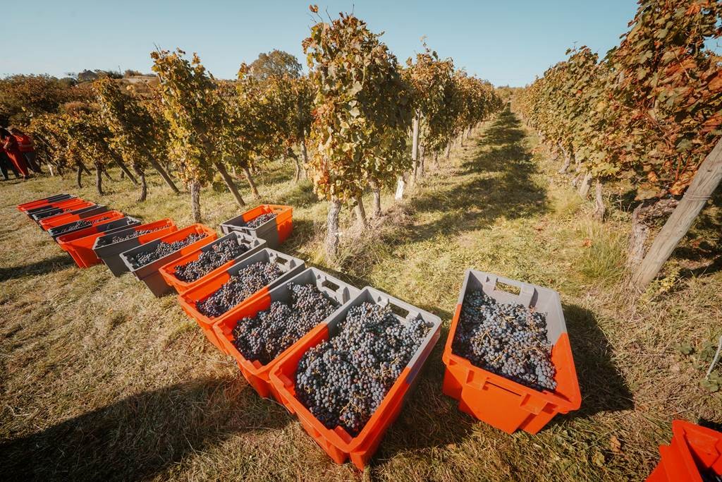 Vendangeur demi-journée le  27 Septembre 2025 - Bonjour Fun