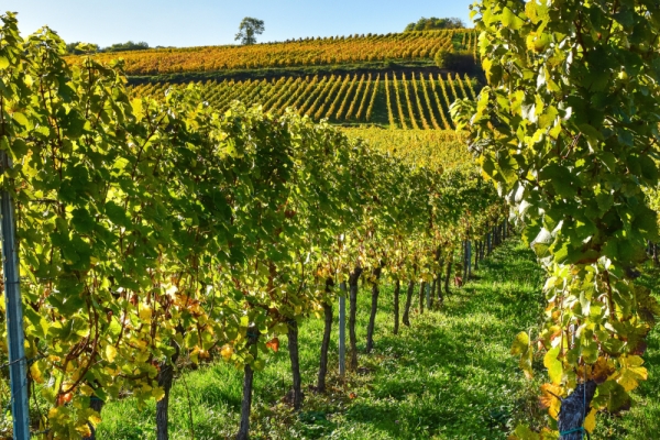Alsace vineyards and wine tasting - Bonjour Fun