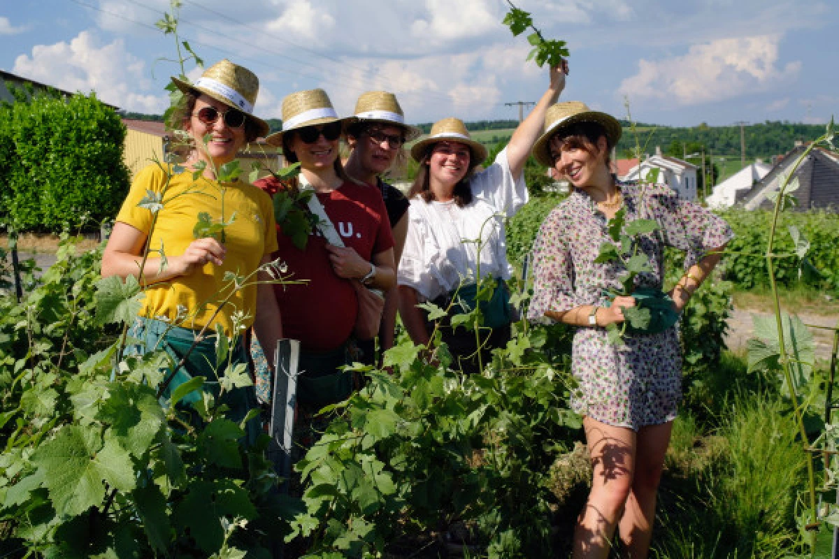 Vine Workshop - Introduction to lifting/tying - Bonjour Fun