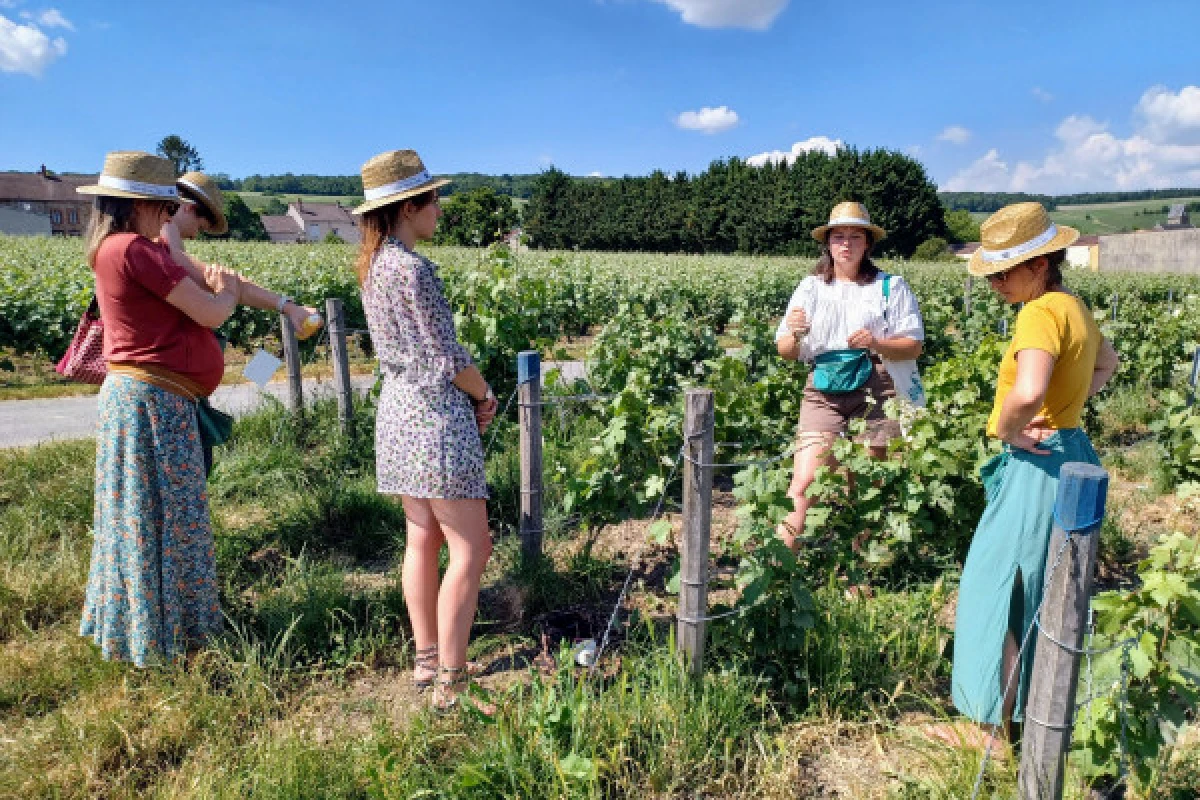 Vine Workshop - Introduction to lifting/tying - Bonjour Fun