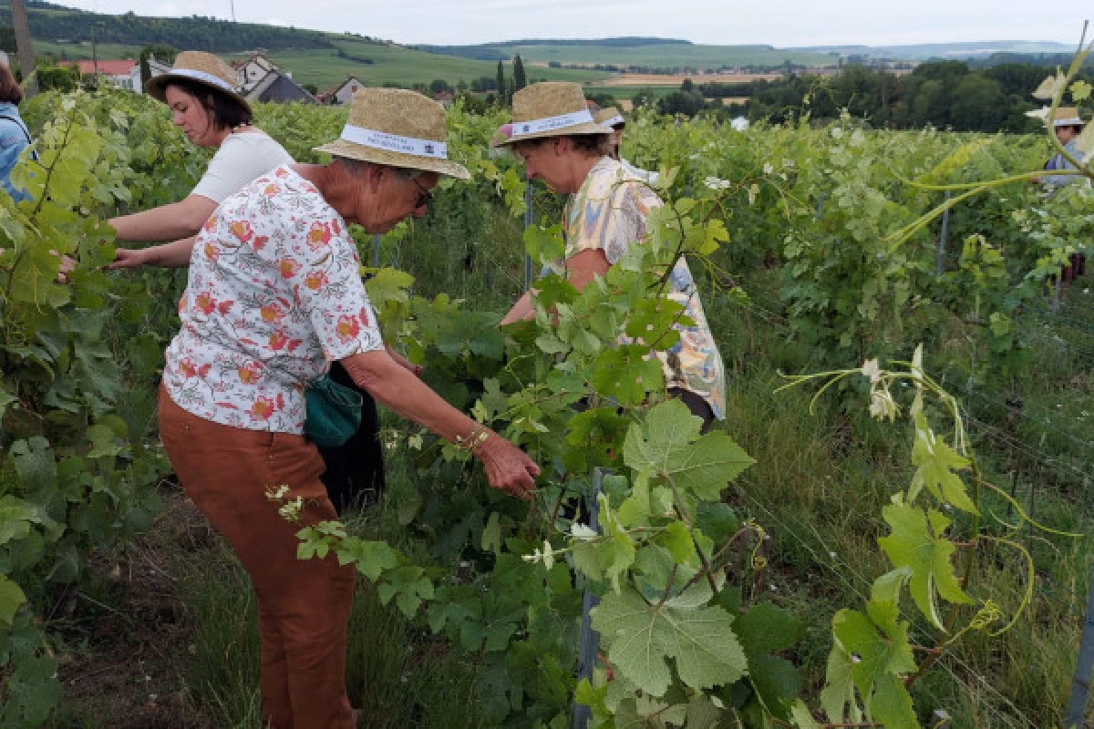 Vine Workshop - Introduction to lifting/tying - Bonjour Fun