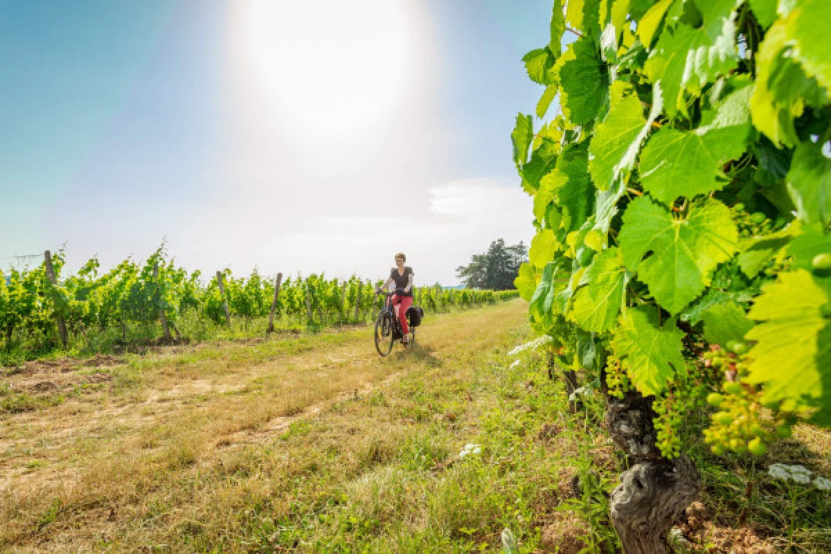 Vinocycle - French - Bonjour Fun