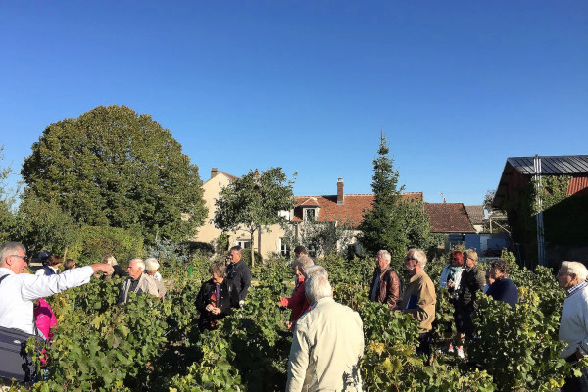 Visit and Chablis wine tasting at Domaine Clotilde Davenne in French - Bonjour Fun