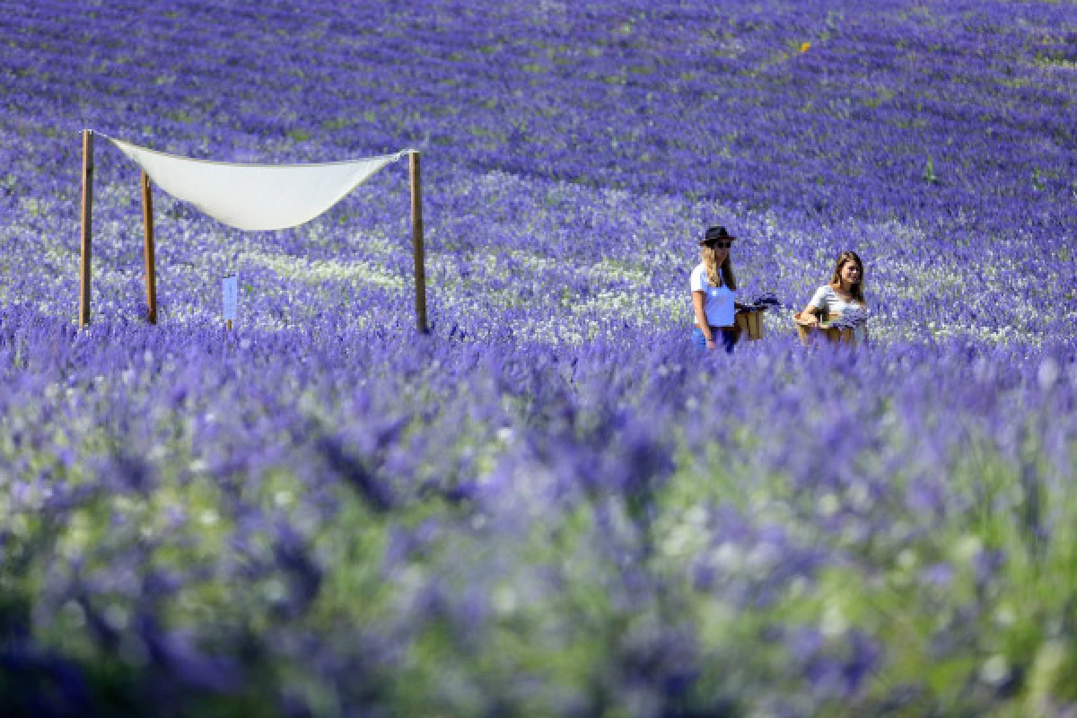 Visit Lavender field in Aix en Provence - Bonjour Fun