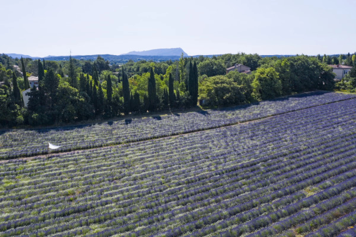 Visit Lavender field in Aix en Provence - Bonjour Fun