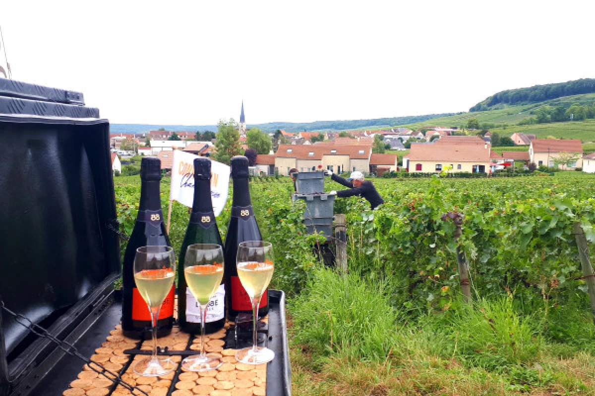 La Champenoise, Visit & tasting Vintage - Bonjour Fun