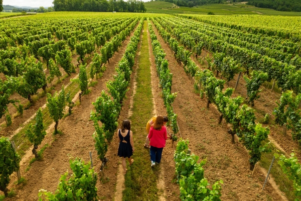 Classic tour and tasting - English - Bonjour Fun