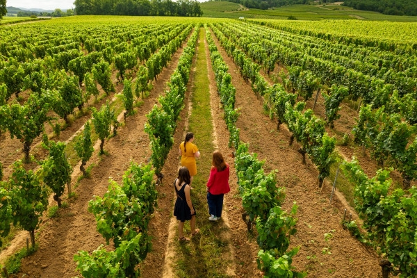 Classic tour and tasting - French - Bonjour Fun