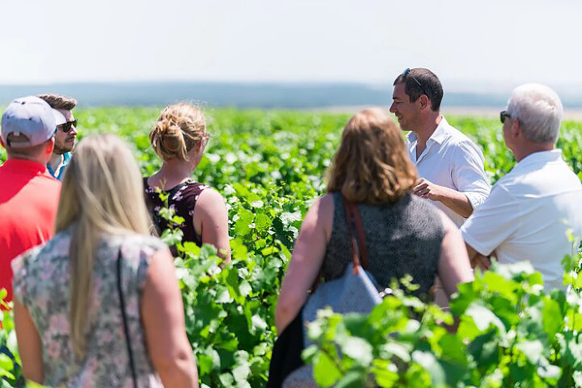 Visit and Chablis wine tasting at Domaine Clotilde Davenne in French - Bonjour Fun