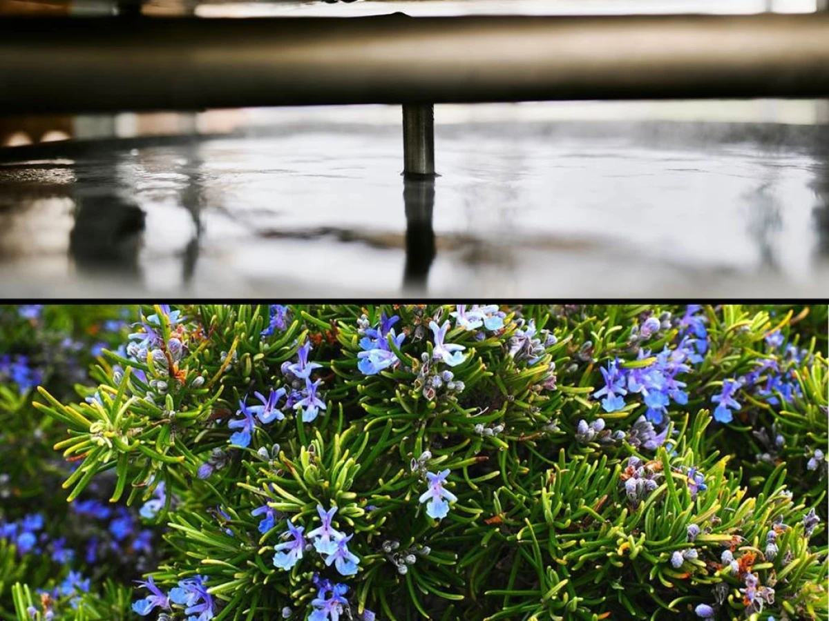Visite guidée distillerie et découverte des plantes aromatiques - Bonjour Fun