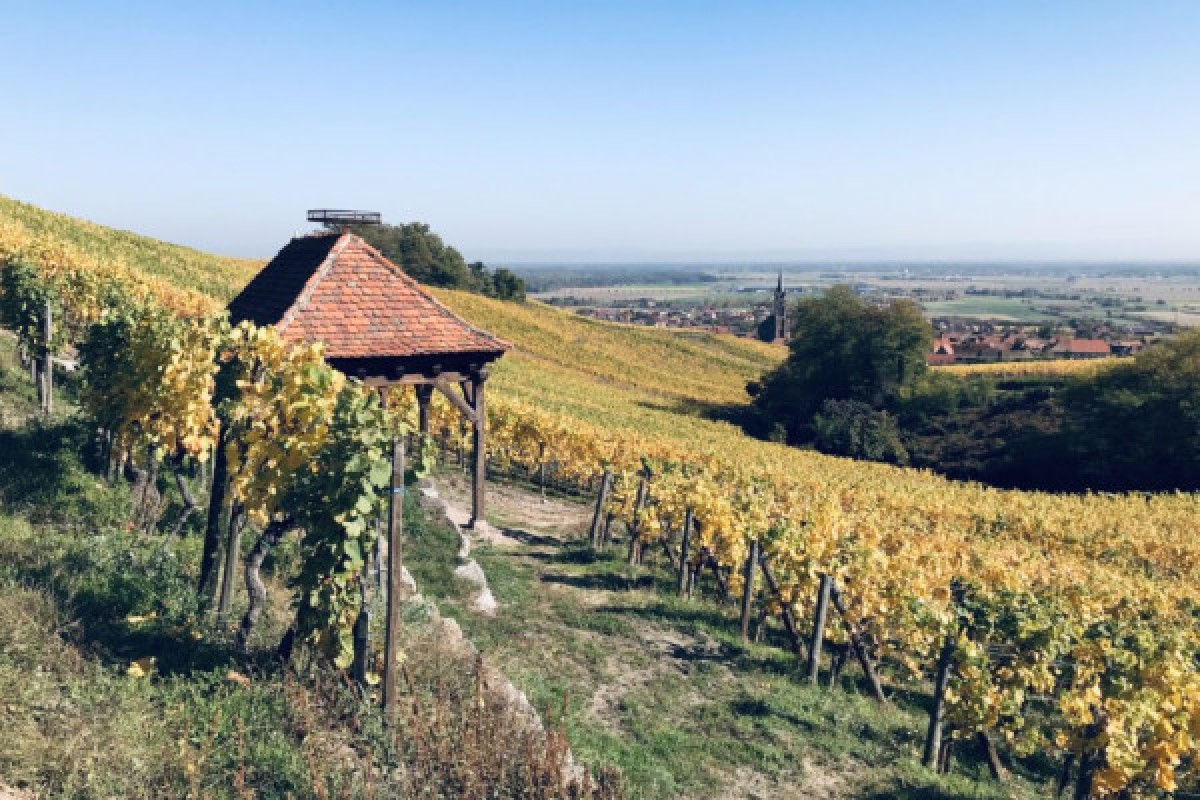 Wine & gourmet walk - Bonjour Fun