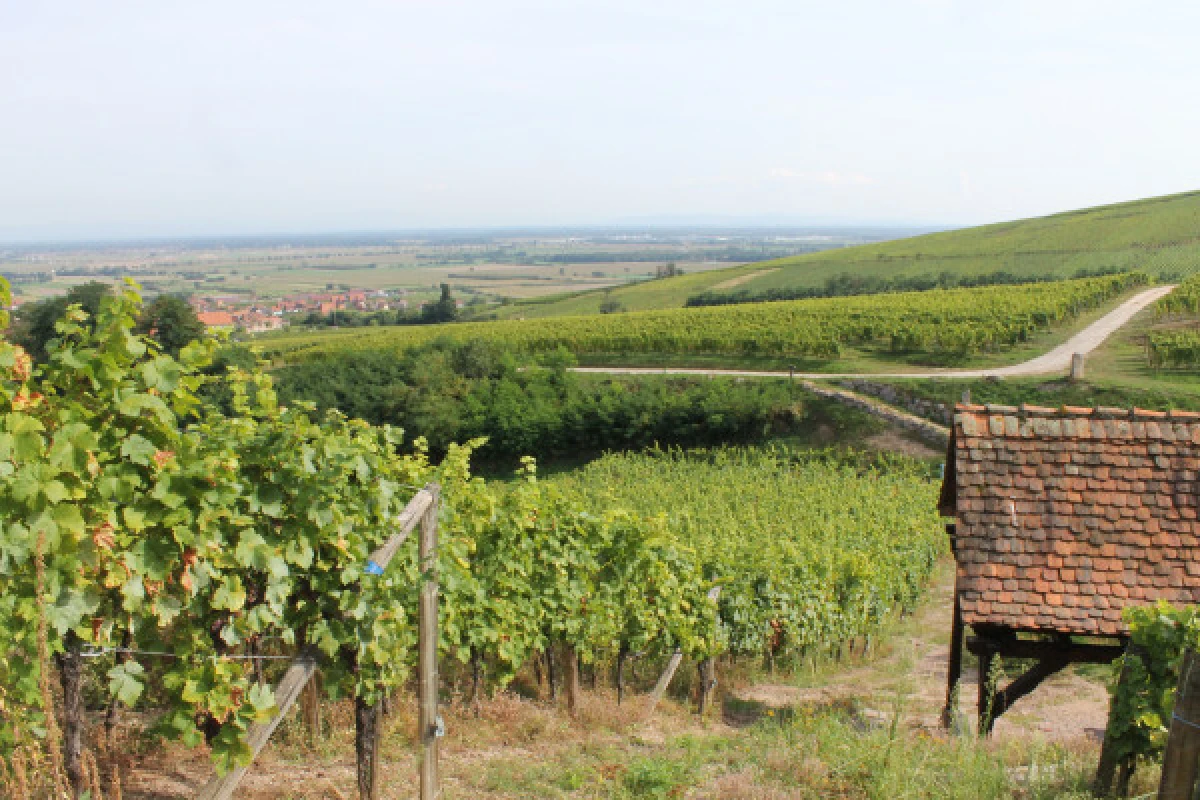 Wine & gourmet walk - Bonjour Fun