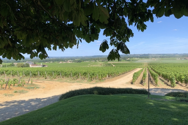 Wine tour in Sauternes & Pessac-Leognan - Bonjour Fun