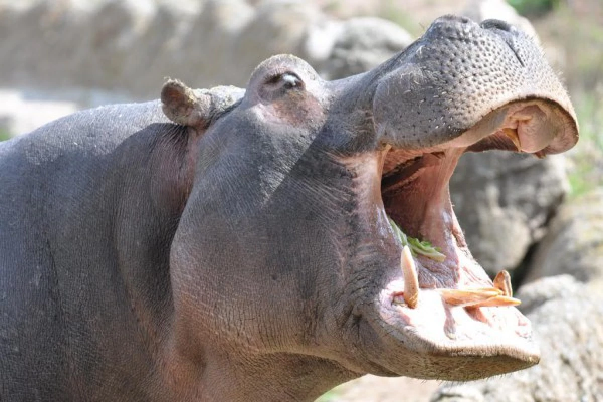 ZOO FREJUS - Bonjour Fun